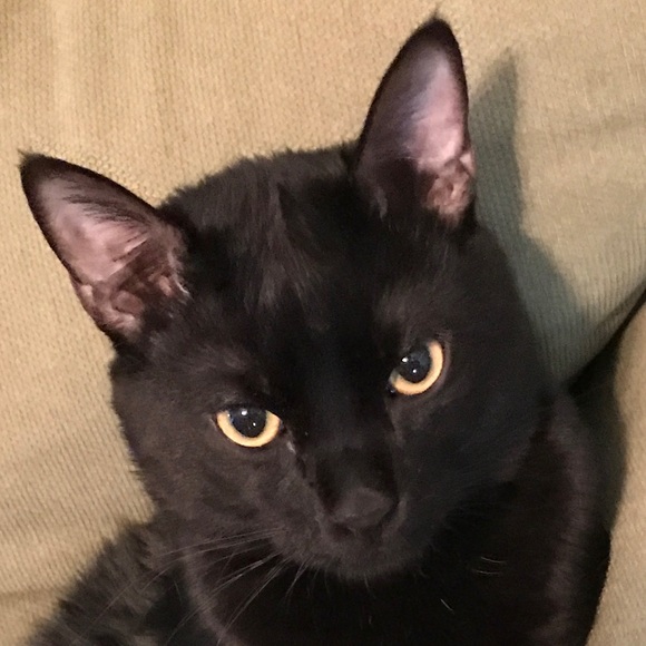 Meet your Posher, Zoanna - Picture 1 of 1